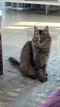 Mabel -  Exotic Shorthair and Turkish Van Cat for Adoption in Mississauga, Ontario - Mabel | PetCurious