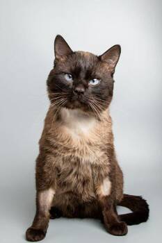 Domestic Short Hair Cats Available for Adoption - Yeti | PetCurious