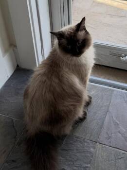 Ragdoll Cats Available for Adoption - Chester | PetCurious