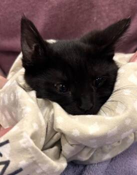 Jelly -  Domestic Short Hair Cat for Adoption in Fishers, Indiana - Jelly | PetCurious