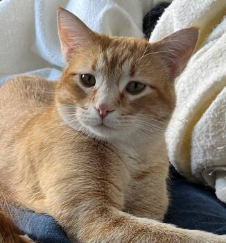 Tabby Cats Available for Adoption in Winter Park, Colorado - Leo | PetCurious