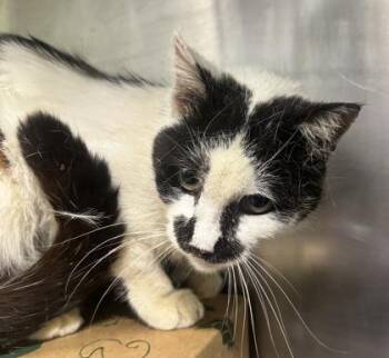 Domestic Short Hair Cats Available for Adoption in West Chester, Pennsylvania - Smudge | PetCurious