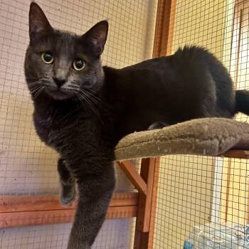 Rescue Russian Blue Cats for Adoption in Glendora, California - Portia | PetCurious