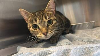 Domestic Short Hair Cats Available for Adoption - Squishy Face | PetCurious