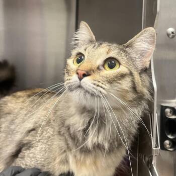 Texas -  Domestic Medium Hair Cat for Adoption in Oak Brook, Illinois - Texas | PetCurious