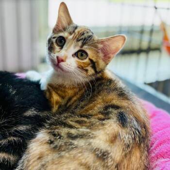 Lil Bit -  Domestic Short Hair Cat for Adoption in Lebanon, Missouri - Lil Bit | PetCurious