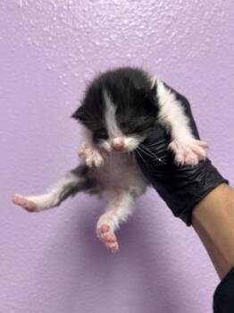 61397740 -  Domestic Short Hair Cat for Adoption in El Paso, Texas - 61397740 | PetCurious