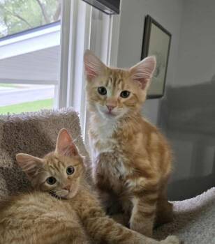 Rescue Domestic Short Hair Cats for Adoption in Overland Park, Kansas - Sleepy | PetCurious