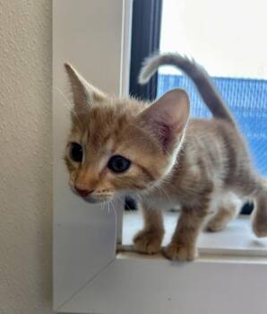 Hookfang -  Domestic Short Hair Cat for Adoption in Minot, North Dakota - Hookfang | PetCurious