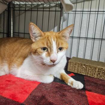 Smushy -  Domestic Short Hair Cat for Adoption in Chilliwack, British Columbia - Smushy | PetCurious