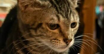 Puma -  Domestic Short Hair Cat for Adoption in Tampa, Florida - Puma | PetCurious