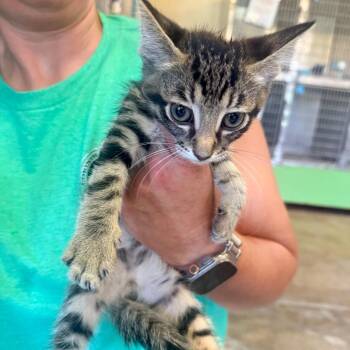 West -  Domestic Short Hair Cat for Adoption in Corinth, Mississippi - West | PetCurious