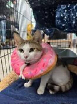 Lovett -  Domestic Short Hair Cat for Adoption in Manitowoc, Wisconsin - Lovett | PetCurious