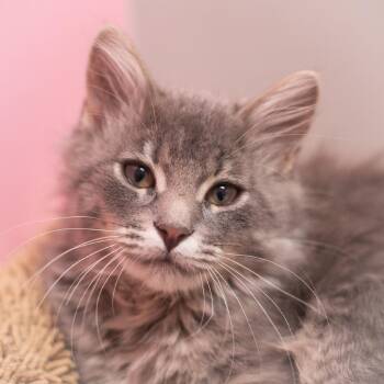 Silvermist -  Maine Coon and Domestic Long Hair Cat for Adoption in St. Augustine, Florida - Silvermist | PetCurious