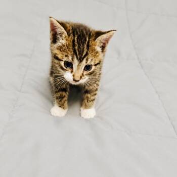 American Shorthair Cats Available for Adoption in Melbourne, Kentucky - Gravy | PetCurious