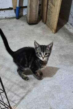 Natalie -  Domestic Short Hair Cat for Adoption in Greeley, Colorado - Natalie | PetCurious