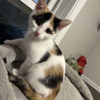 Cayenne -  Domestic Short Hair Cat for Adoption in Evansville, Indiana - Cayenne | PetCurious