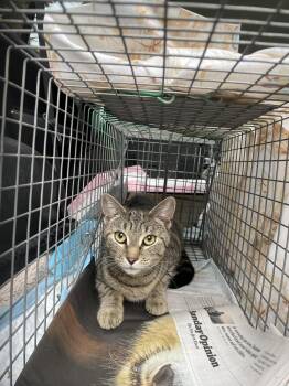 Gilbert Girl -  Domestic Short Hair Cat for Adoption in Trenton, New Jersey - Gilbert Girl | PetCurious