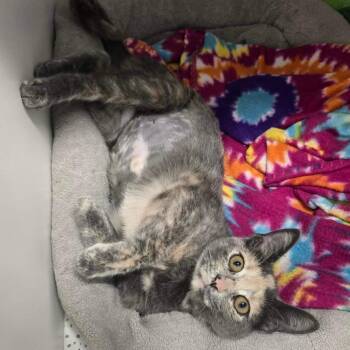 Sassy -  Domestic Short Hair Cat for Adoption in Jasper, Indiana - Sassy | PetCurious