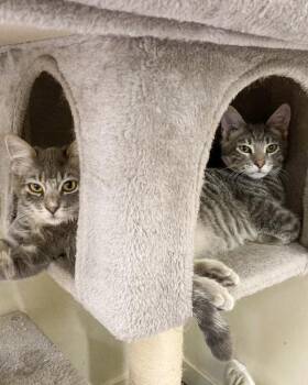 Bina -  Domestic Medium Hair Cat for Adoption in Novato, California - Bina | PetCurious