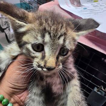 Okalla -  Domestic Short Hair Cat for Adoption in Leander, Texas - Okalla | PetCurious