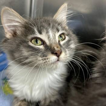 Sherman -  Domestic Medium Hair Cat for Adoption in Matteson, Illinois - Sherman | PetCurious
