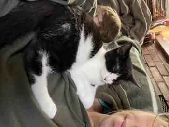 Rescue Domestic Short Hair and Tuxedo Cats for Adoption in Cambridge, Ontario - Bud | PetCurious