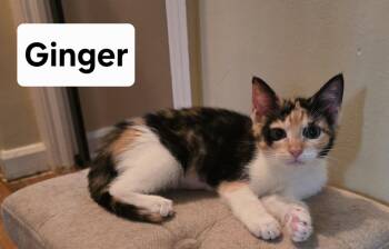 Ginger -  Domestic Short Hair Cat for Adoption in Massillon, Ohio - Ginger | PetCurious