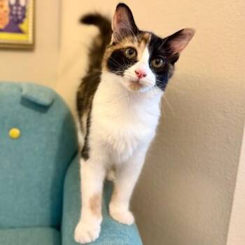 Sugar Faye Calico Sweetie -  Calico and Domestic Medium Hair Cat for Adoption in Friendswood, Texas - Sugar Faye Calico Sweetie | PetCurious