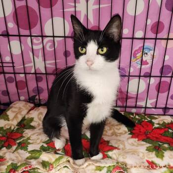 Rescue Domestic Short Hair Cats for Adoption in Monroe, Michigan - Phoebe Buffay | PetCurious