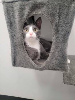 Ace -  Domestic Short Hair Cat for Adoption in Republic, Missouri - Ace | PetCurious