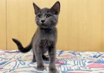 MARLOWE -  Domestic Short Hair Cat for Adoption in Brentwood, Missouri - MARLOWE | PetCurious