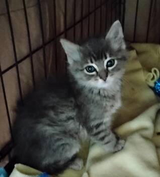 Larry -  Domestic Long Hair Cat for Adoption in Woodland, California - Larry | PetCurious