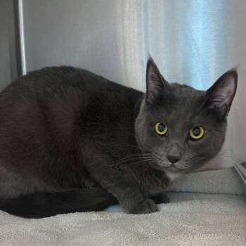 Grayling -  Domestic Short Hair Cat for Adoption in Englewood, Florida - Grayling | PetCurious