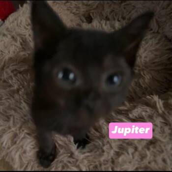 Jupiter -  Domestic Short Hair Cat for Adoption in Richmond, Indiana - Jupiter | PetCurious