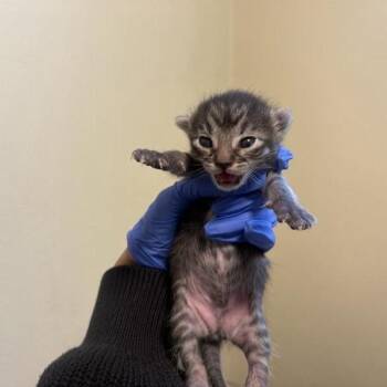 Javadi -  Domestic Short Hair Cat for Adoption in Pasadena, California - Javadi | PetCurious
