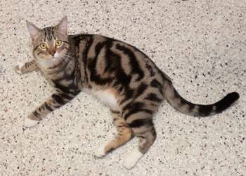 Rescue Domestic Short Hair Cats for Adoption in Baton Rouge, Louisiana - Aero | PetCurious