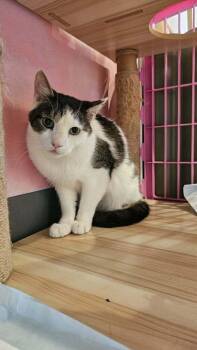 Frank -  Domestic Short Hair Cat for Adoption in Chicago, Illinois - Frank | PetCurious