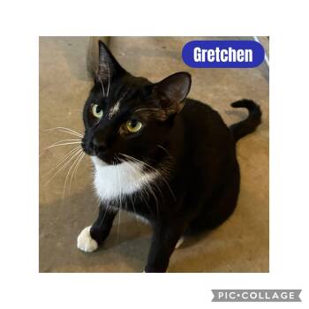 Rescue Domestic Short Hair Cats for Adoption in Freeland, Michigan - Gretchen | PetCurious