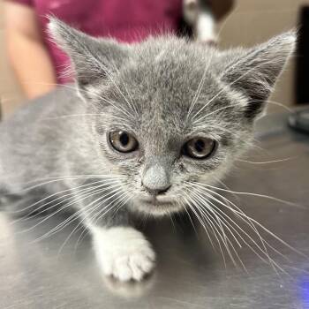 Zelda -  Domestic Short Hair Cat for Adoption in Newport, North Carolina - Zelda | PetCurious
