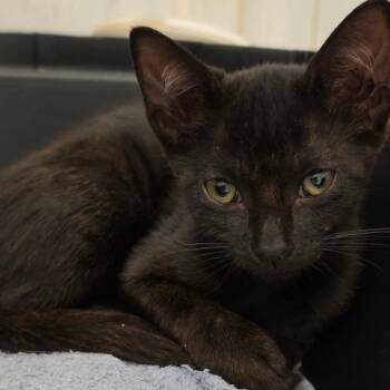 Rouex -  Domestic Short Hair Cat for Adoption in Pompano Beach, Florida - Rouex | PetCurious