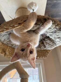 CHAOS POTATO -  Domestic Short Hair Cat for Adoption - CHAOS POTATO | PetCurious