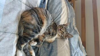 Rescue American Shorthair Cats for Adoption in Huntington Beach, California - Dede | PetCurious