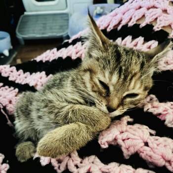 Bunny -  American Shorthair Cat for Adoption in Mount Vernon, Arkansas - Bunny | PetCurious