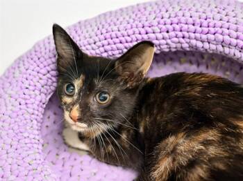 ZOEY -  Domestic Short Hair Cat for Adoption in Fort Lauderdale, Florida - ZOEY | PetCurious