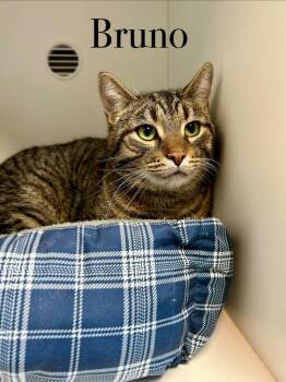 Domestic Short Hair Cats Available for Adoption - Bruno | PetCurious