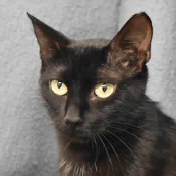 Eveden -  Domestic Short Hair Cat for Adoption in Auburn, Nebraska - Eveden | PetCurious