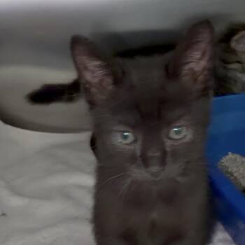 Domestic Short Hair Cats Available for Adoption in Sarasota, Florida - Heath | PetCurious