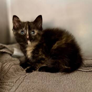 Domestic Short Hair Cats Available for Adoption in Council Bluffs, Iowa - Fiona | PetCurious
