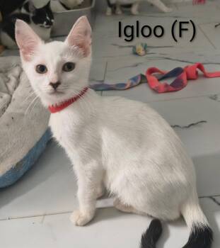 Igloo -  Domestic Short Hair Cat for Adoption in Saugerties, New York - Igloo | PetCurious